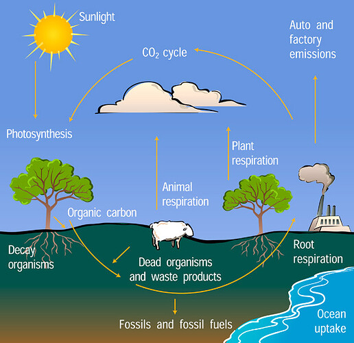 carbon_cycle_diagram_ucar_620x600